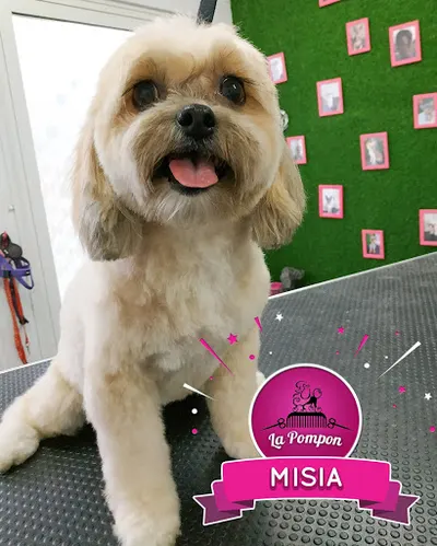 La Pompon - Psi Fryzjer